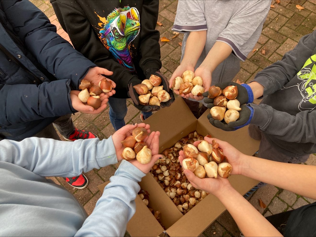 Tulpen für Brot