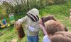 Wildbienenhelfer an der IGS Helpsen